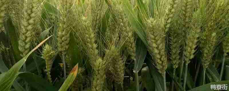 西农219小麦品种审定区区域(西农219小麦特征特性)